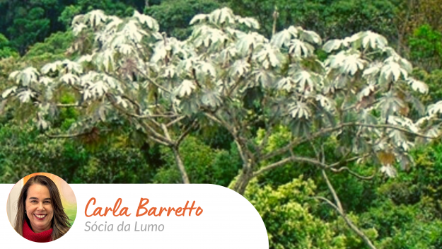Carla_barretto_artigo_lumo_forcapioneira